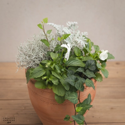Creative Gardens Planted Container Whites - Small