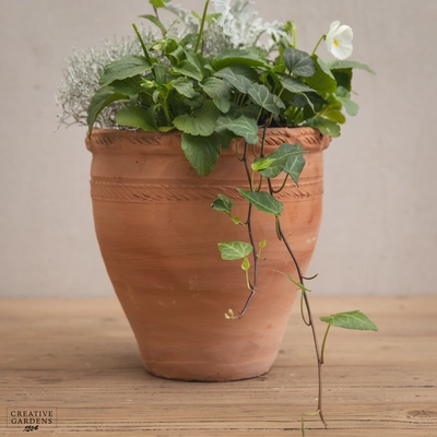 Creative Gardens Planted Container Whites - Small