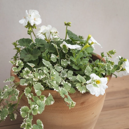 Creative Gardens Planted Container Whites - Large
