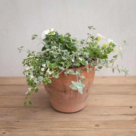 Creative Gardens Planted Container Whites - Medium