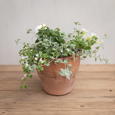 Creative Gardens Planted Container Whites - Medium