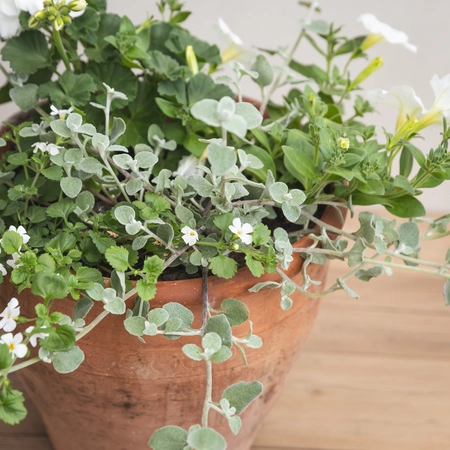 Creative Gardens Planted Container Whites - Medium