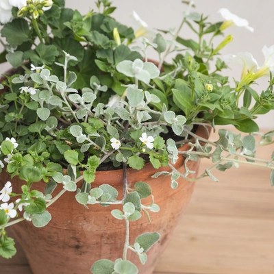 Creative Gardens Planted Container Whites - Medium