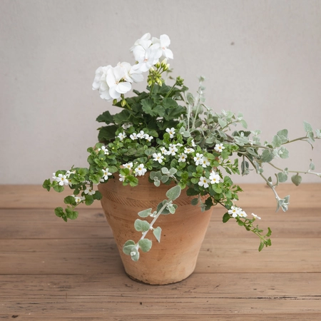 Creative Gardens Planted Container Whites - Small