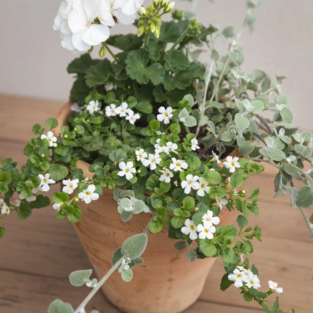 Creative Gardens Planted Container Whites - Small