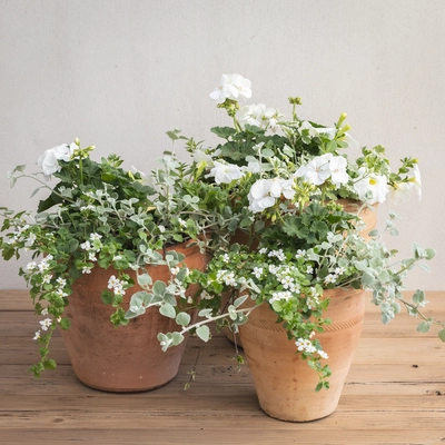 Creative Gardens Planted Container Whites - Small