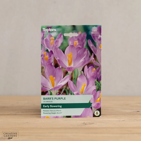 Crocus Barr'S Purple