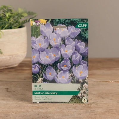 Crocus Blue
