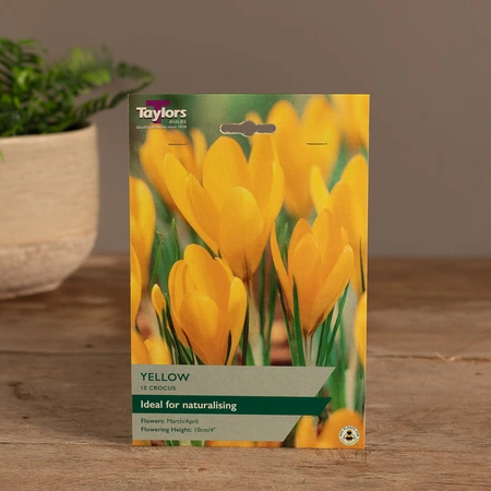 Crocus Golden Yellow