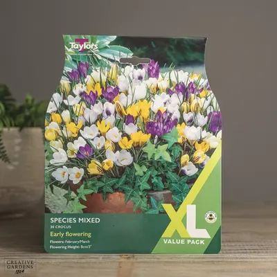 Crocus Mixed Species