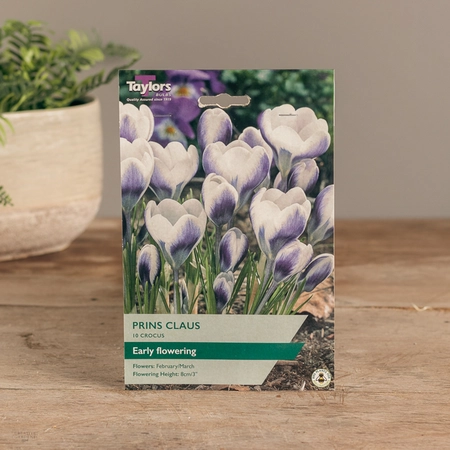 Crocus Prins Claus