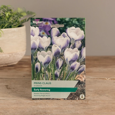 Crocus Prins Claus