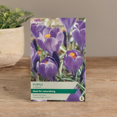 Crocus Purple