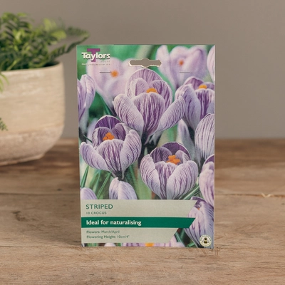 Crocus Striped