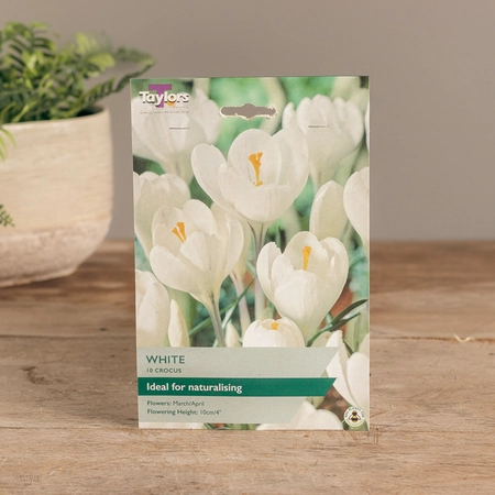 Crocus White - image 2
