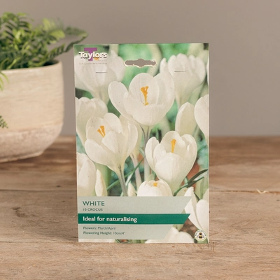 Crocus White - image 2