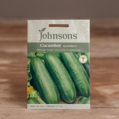 Cucumber Socrates F1 - image 1
