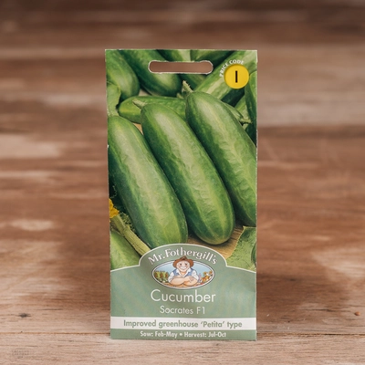 Cucumber Socrates F1 - image 1
