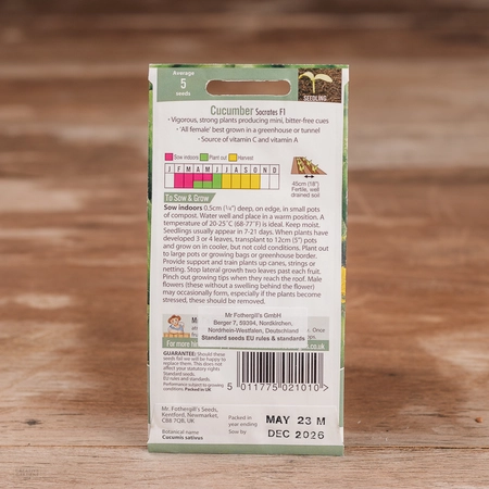 Cucumber Socrates F1 - image 2
