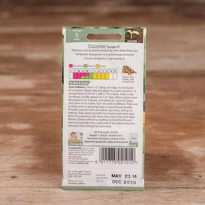 Cucumber Socrates F1 - image 2
