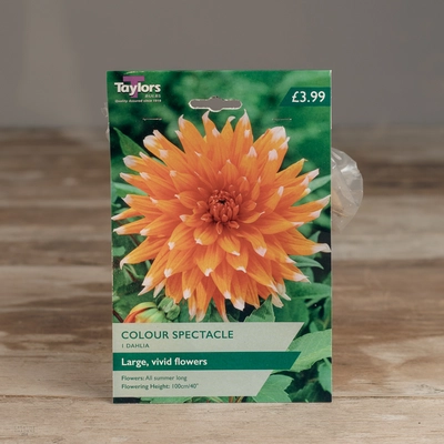 Dahlia Color Spectacle