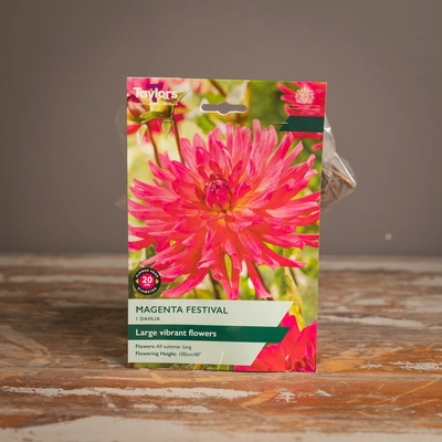 Dahlia Magenta Festival
