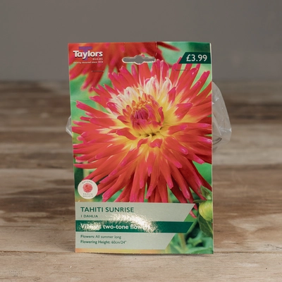 Dahlia Tahiti Sunrise