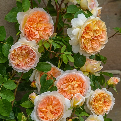 David Austin English Roses - Bathsheba