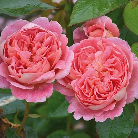David Austin English Roses - Boscobel
