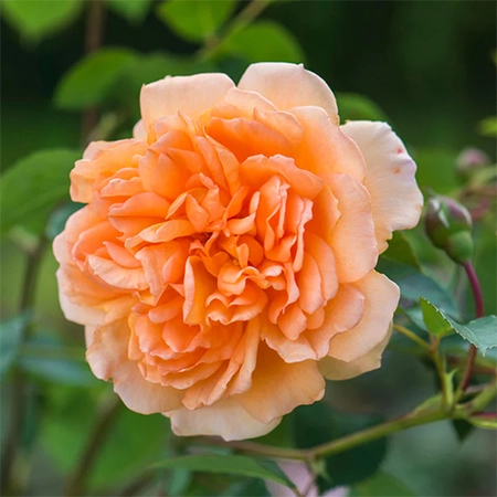David Austin English Roses - Dame Judi Dench