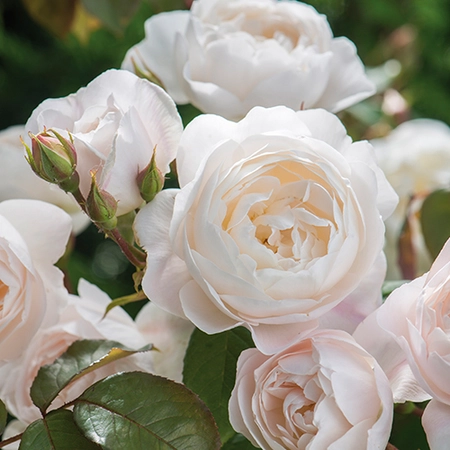 David Austin English Roses - Desdemona
