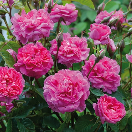 David Austin English Roses - Englands Rose