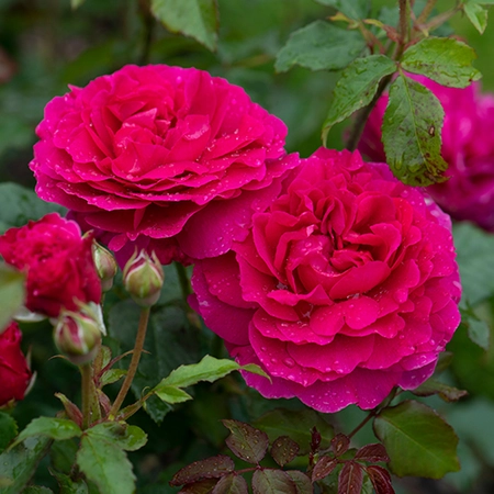 David Austin English Roses - Gabriel Oak