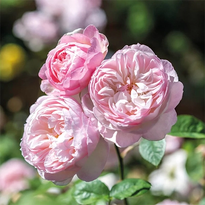David Austin English Roses - Gentle Hermoine