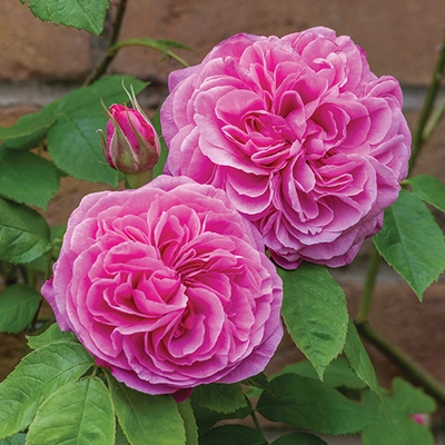 David Austin English Roses - Gertrude Jekyll