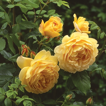 David Austin English Roses - Golden Celebration