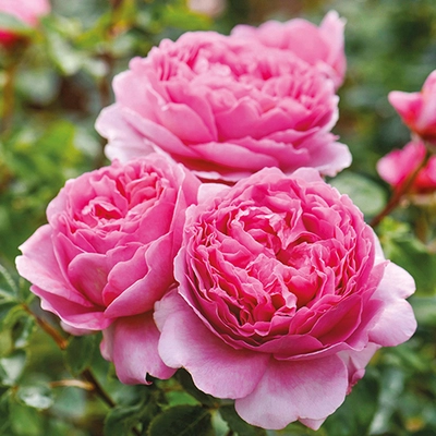 David Austin English Roses - Princess Alexandra
