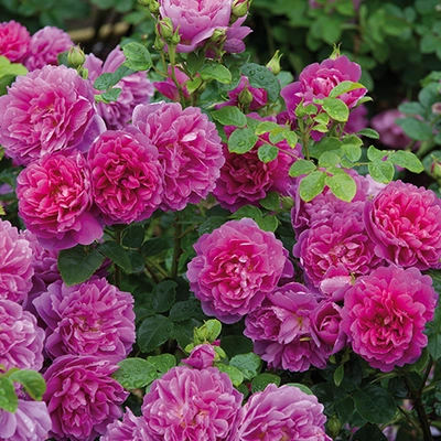 David Austin English Roses - Princess Anne