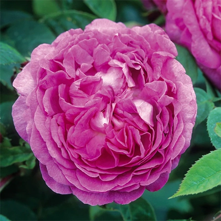 David Austin English Roses - Reine de Violettes
