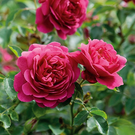 David Austin English Roses - Sir John Betjeman