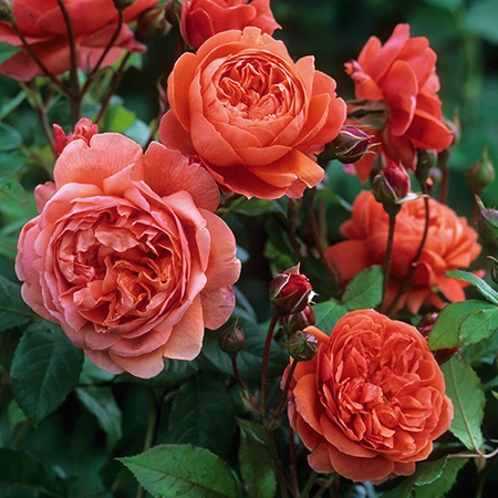 David Austin English Roses - Summer Song