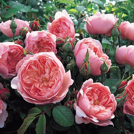David Austin English Roses - The Alnwick Rose