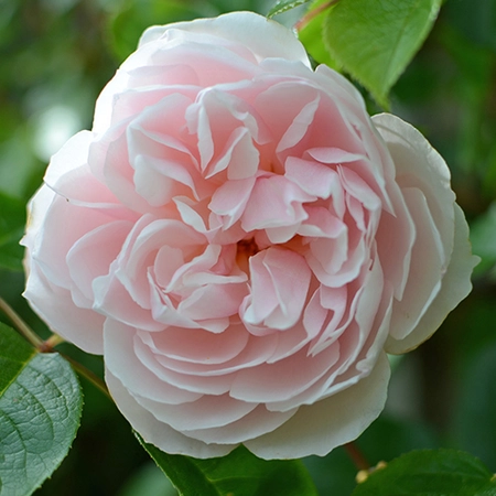 David Austin English Roses - The Generous Gardener
