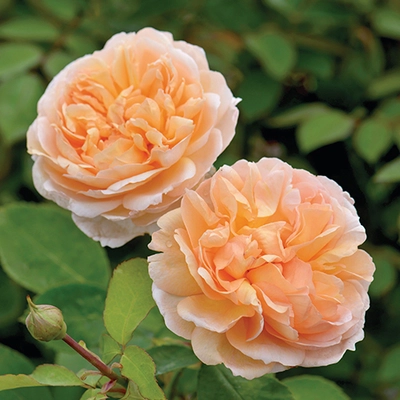 David Austin English Roses - The Lady Gardener