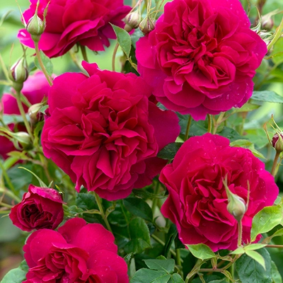 David Austin English Roses - Thomas A Beckett