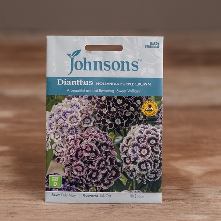 Dianthus Hollandia Purple Crown - image 1