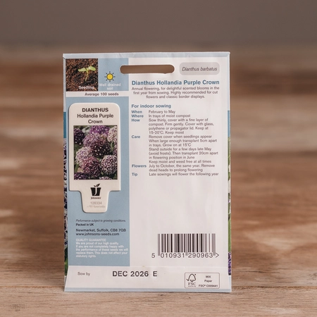 Dianthus Hollandia Purple Crown - image 2