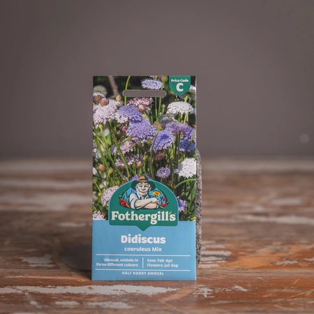 Didiscus Coeruleus Mix - image 1