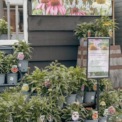 Echinacea - Mixed Colours - image 6