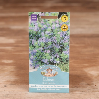 Echium Blue Bedder